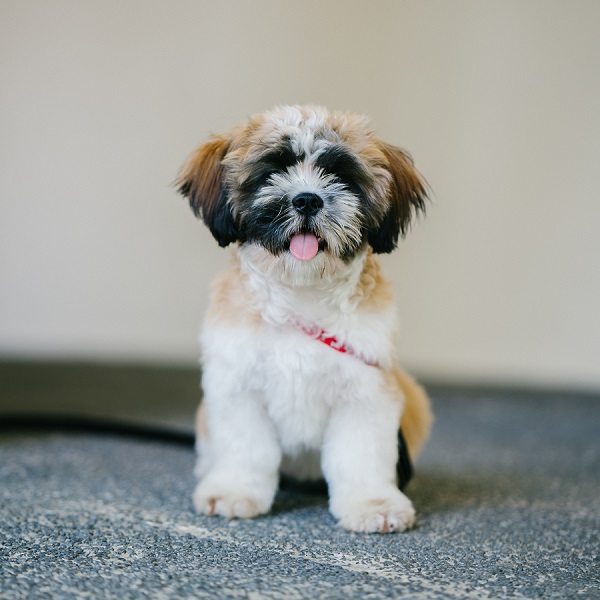 shih tzu shih tzu