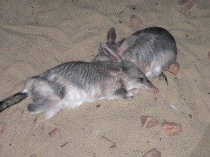 Bilby