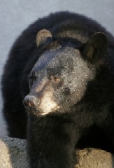 Black Bear