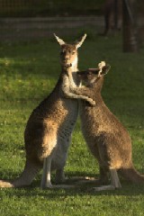 Kangaroos