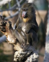 Mandrill