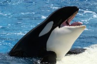 Orca