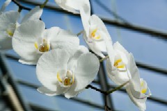 Orchids