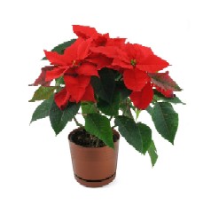 poinsettia