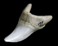 Shark tooth